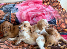 Cocker spaniel puppies