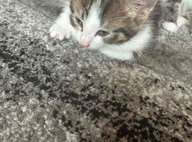 2male tabby&rsquo;s