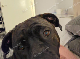 Cane corso cross