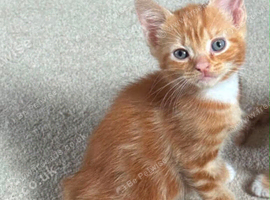 Rear ginger girl Kitten beautiful