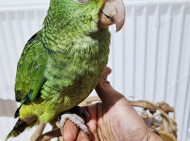 Beautiful baby double yellow headed amazon