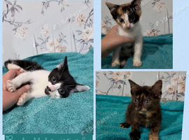 3 female kittens