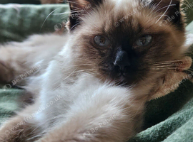 Beautiful ragdoll girl