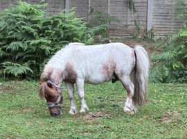 Superstar kids pony