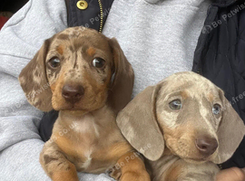 Beautiful miniature dachshund dogs