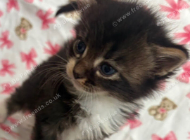 British shorthair cross with manecoon