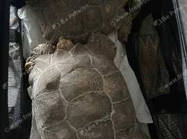 Male and female Sulcattas