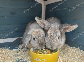 2 rabbits