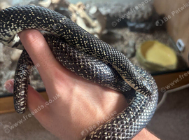 Eastern Black Kingsnake