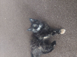 Kitten