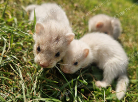 True micro ferrets