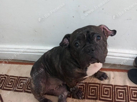 7 year old girl French bulldog