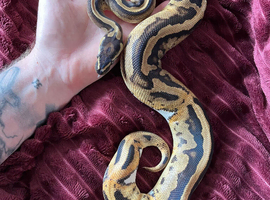 Female orange dream pied royal python