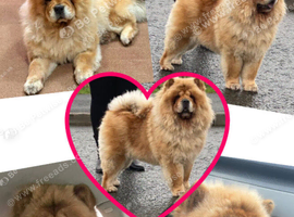 Beautiful girl chow 4 years