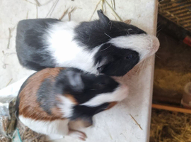 Baby guinea pigs