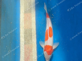 Kohaku koi 34cm