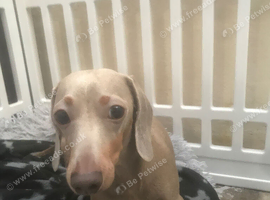 Isabella miniature dachshund
