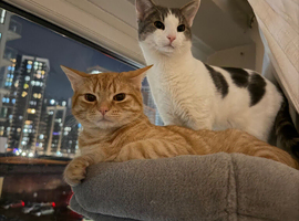 Cat sitter