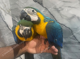 Hand-Rearing Stunning Baby Friendly Super Tame Cuddly Blue & Gold Macaw Parrot,12