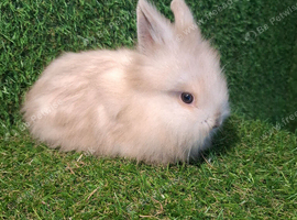 DOUBLE MANED LIONHEAD