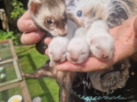 Polecats
