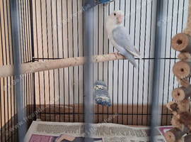 Lovebirds