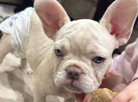 French Bulldog