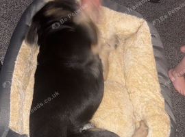 Rehome our dog