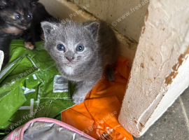 3 kittens for sale