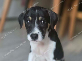 10 week old jack russell puppy
