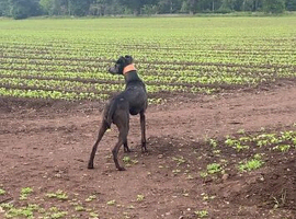 Saluki Bull greyhound