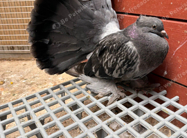 Indian Fantails