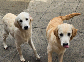 Golden retriever