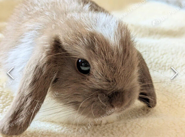 1 year old female rabbit for sale