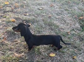 Bella