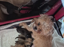 Puppies