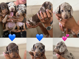 Mini dachshund