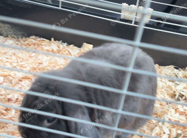 dwarf mini lop