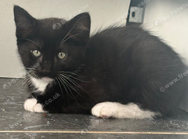 Mixed with Maine Coon kittens all male