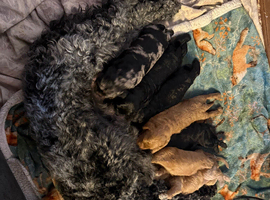 Cockerpoo puppies