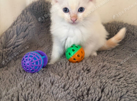 Ragdoll kittens