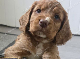Kc reg cocker spaniel