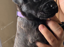 Mastador puppies