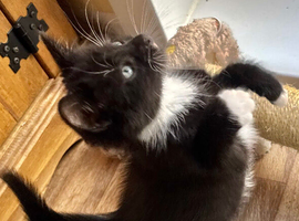 RAGDOLL MIX BOY READY NOW