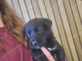 Adorable shepador puppies