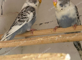 Young budgies for sale