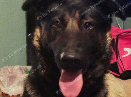 Saxon German Shepherd cross Akita