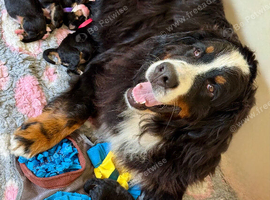 Beautiful Bernese Mountain Dog Puppies