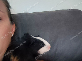 Beautiful baby boy 4weeks old