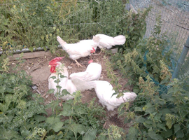 5 hens and a cockerel